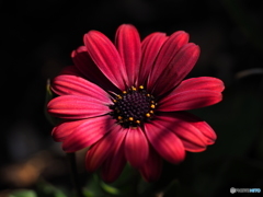 Red Osteospermum