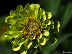 Green  Zinnia