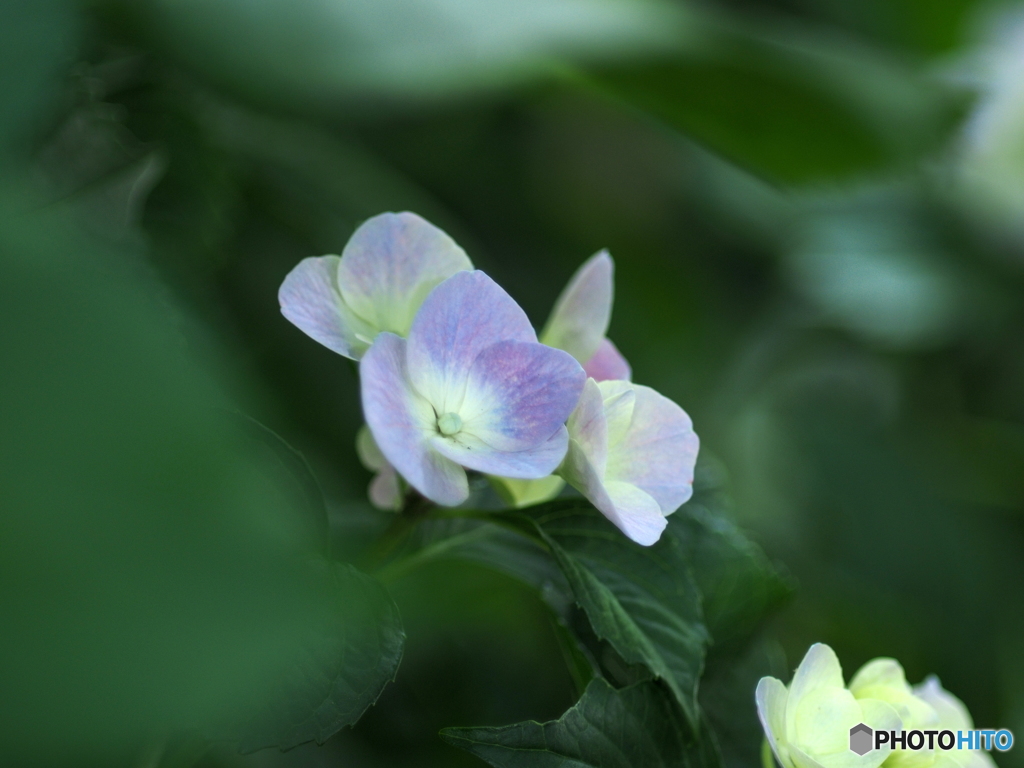 梅雨空には紫陽花