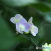 梅雨空には紫陽花