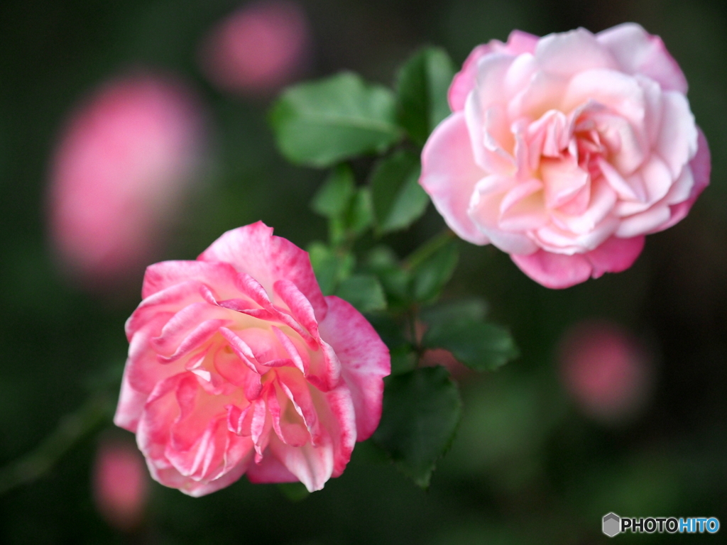 Pink Roses