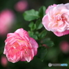 Pink Roses