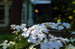 山手の初夏-2