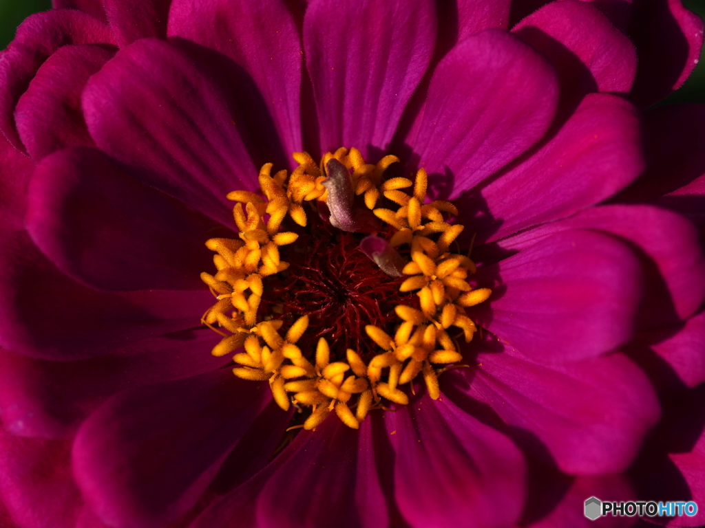 Zinnia