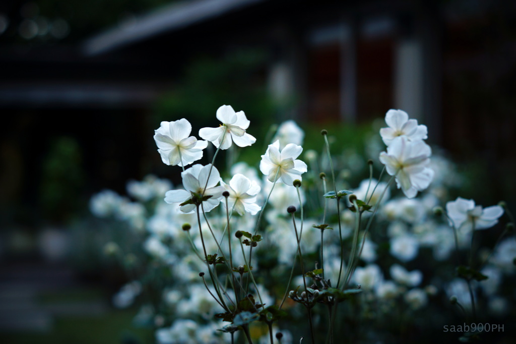 Ｗindflower