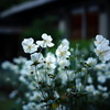 Ｗindflower