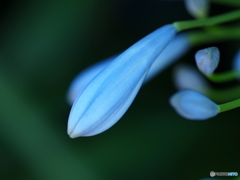 Azul agapanthus