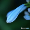 Azul agapanthus