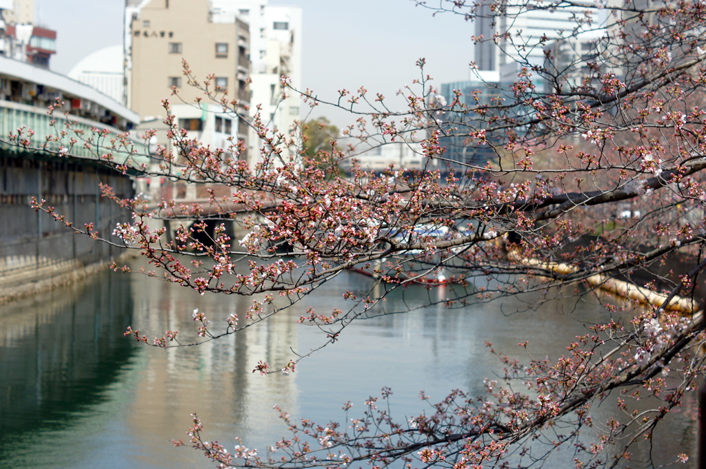 桜化粧