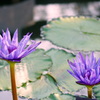 睡蓮4種-3