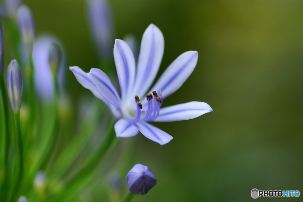 Agapanthus