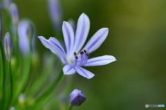 Agapanthus