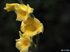 Gladiolus