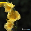 Gladiolus