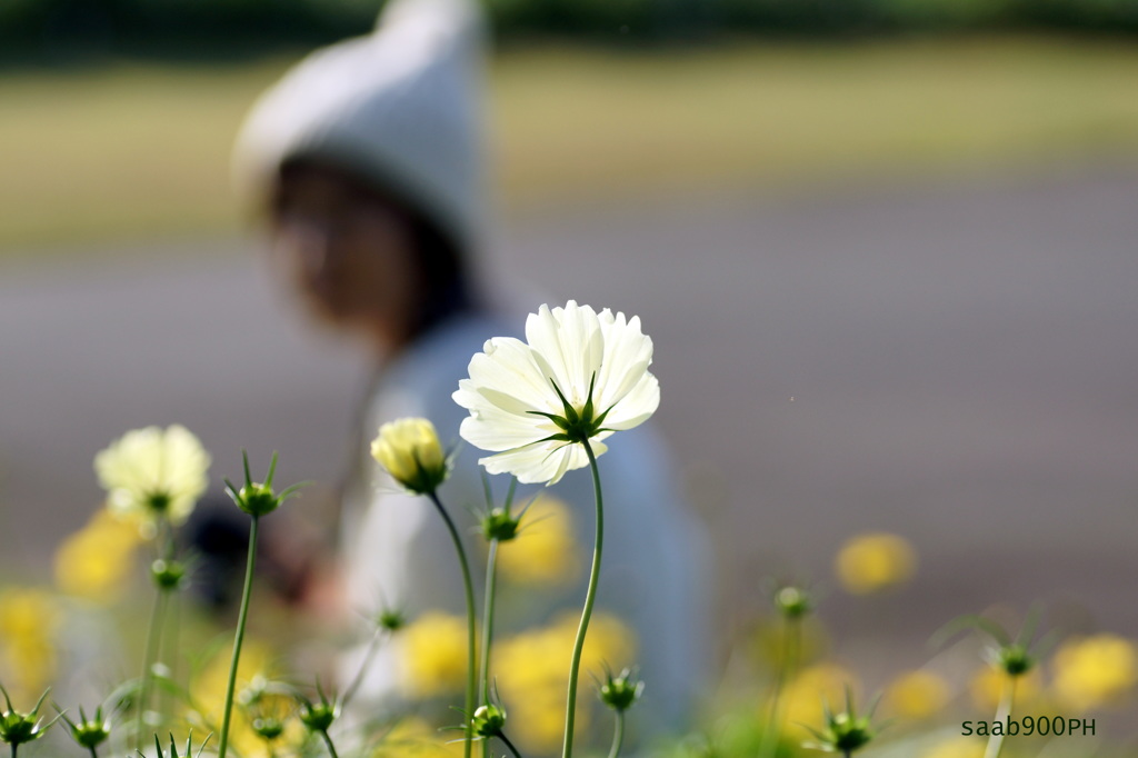 秋桜とカメラ女子