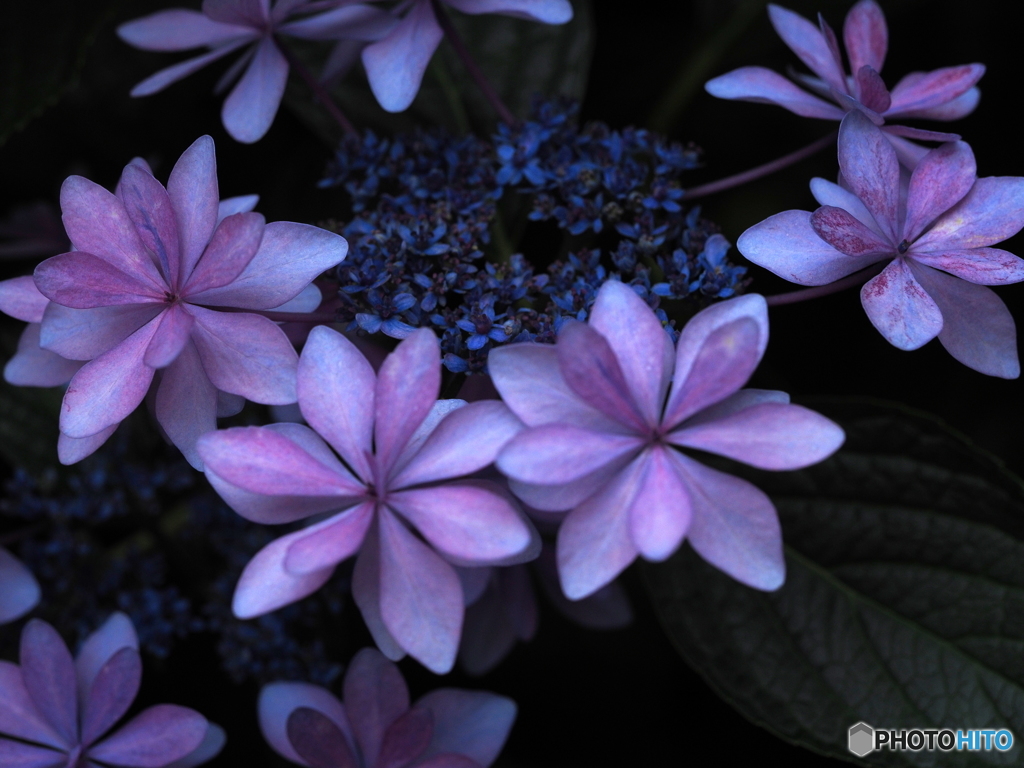 Rainy purple