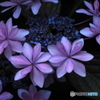 Rainy purple