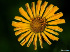 Zinnia amarilla