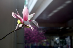 横浜緋桜-2