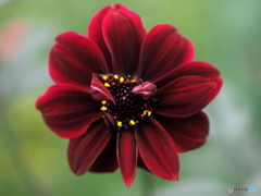 Dalia roja
