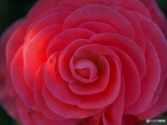 Pink world