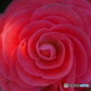 Pink world