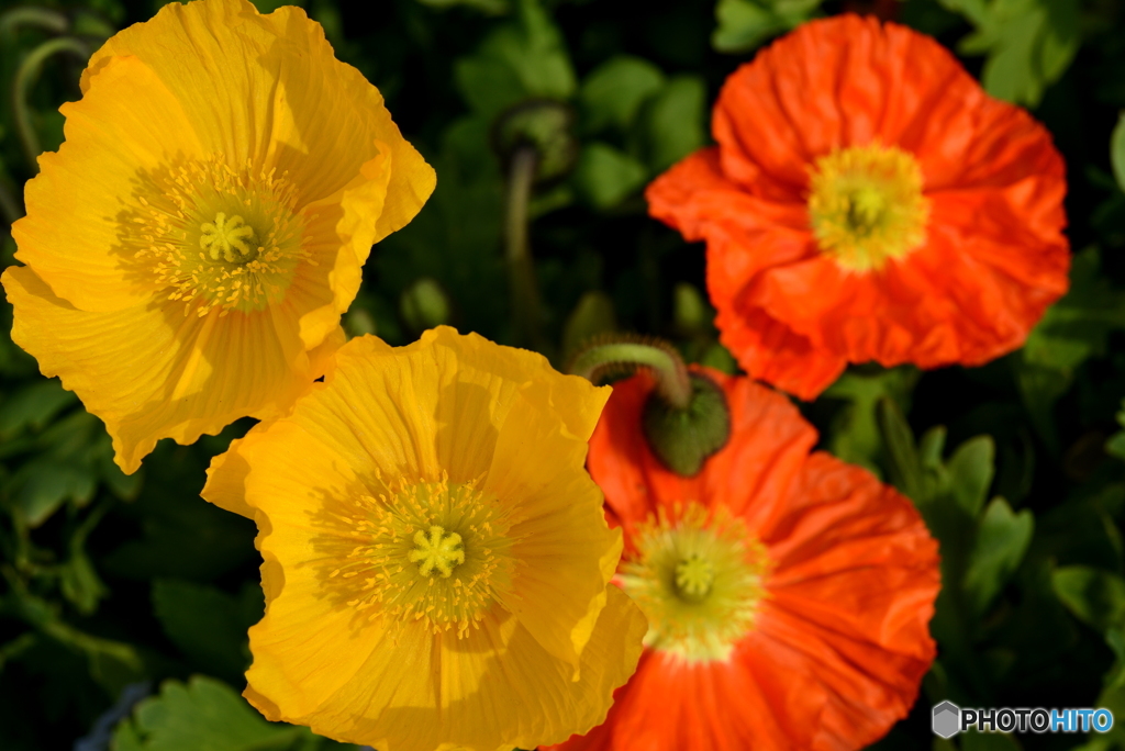 Yellow ＆ Orange