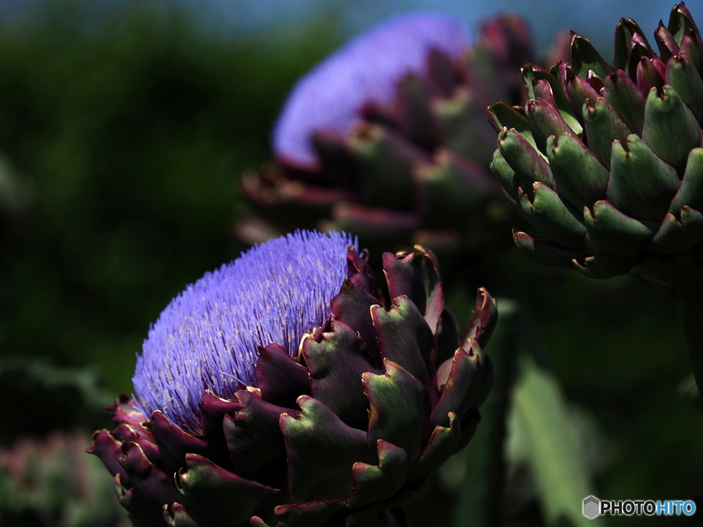 山下公園の アーティチョーク