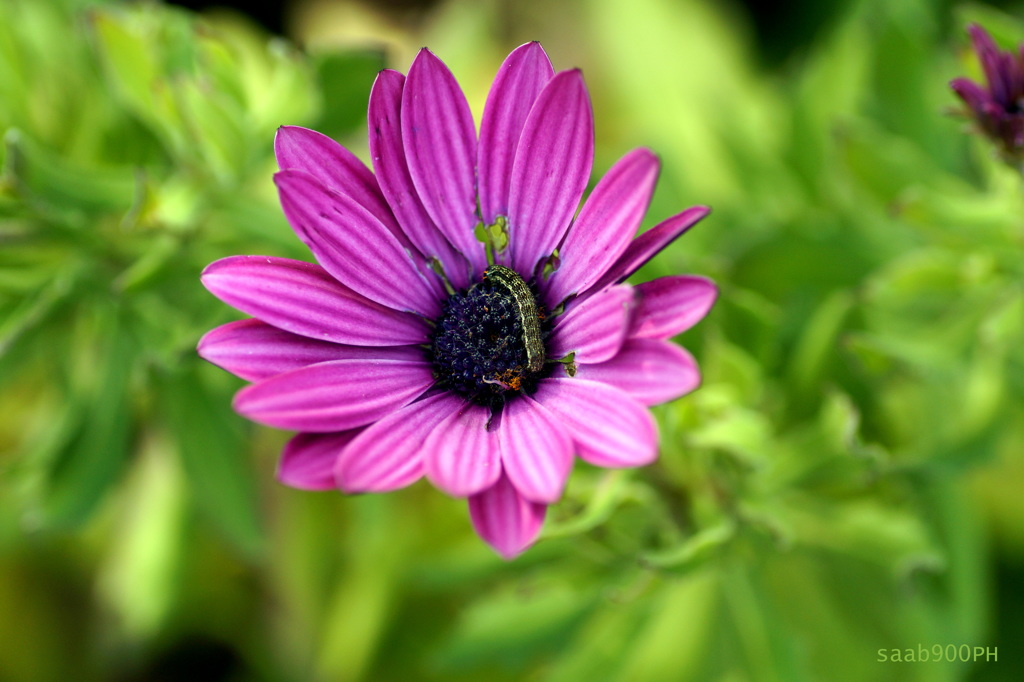 真冬の花と虫