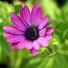 真冬の花と虫