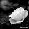 冬薔薇