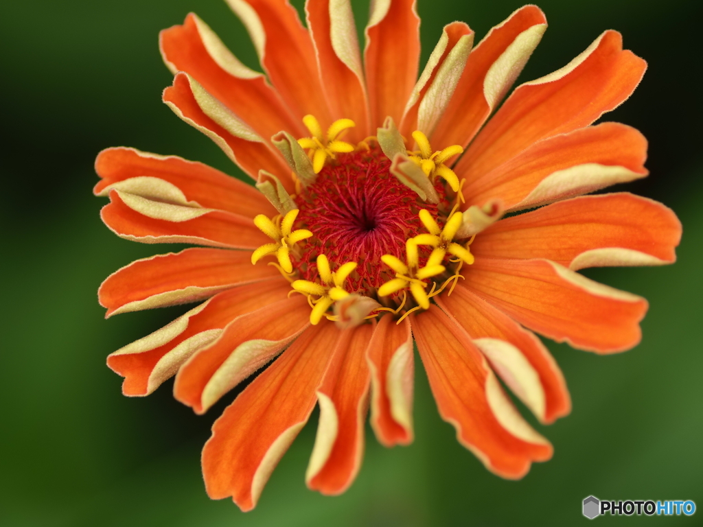 Orange zinnia