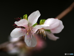 冬桜