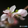 冬桜