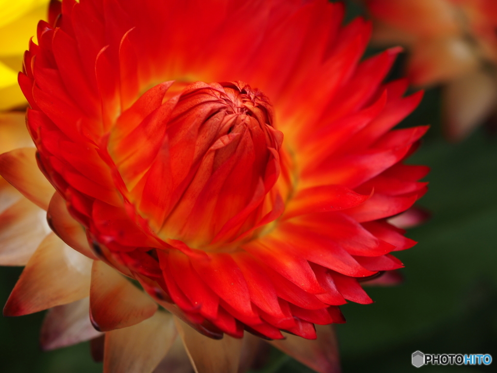 Strawflower