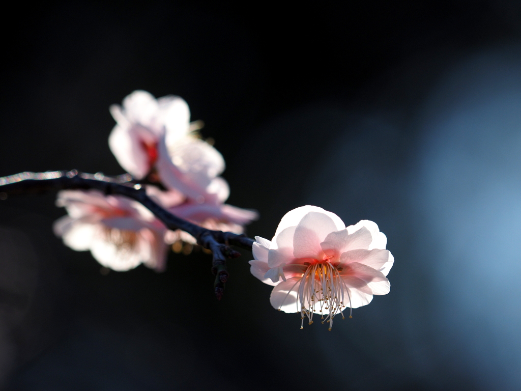梅　梅　時々　桜