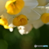 Daffodils