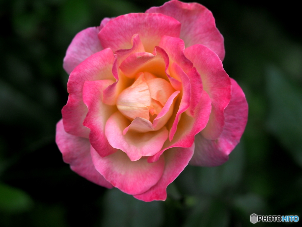 秋薔薇の頃