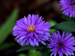 New York Aster