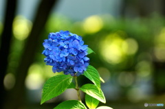 季節は巡る-2