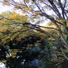 枯葉舞う