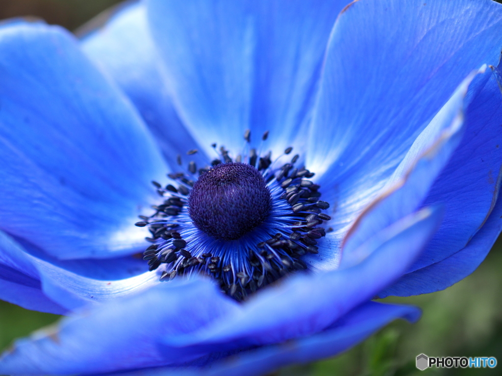 Azul de anémona