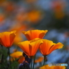 Eschscholzia californica