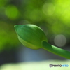 It will bloom soon