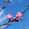 謹賀新年