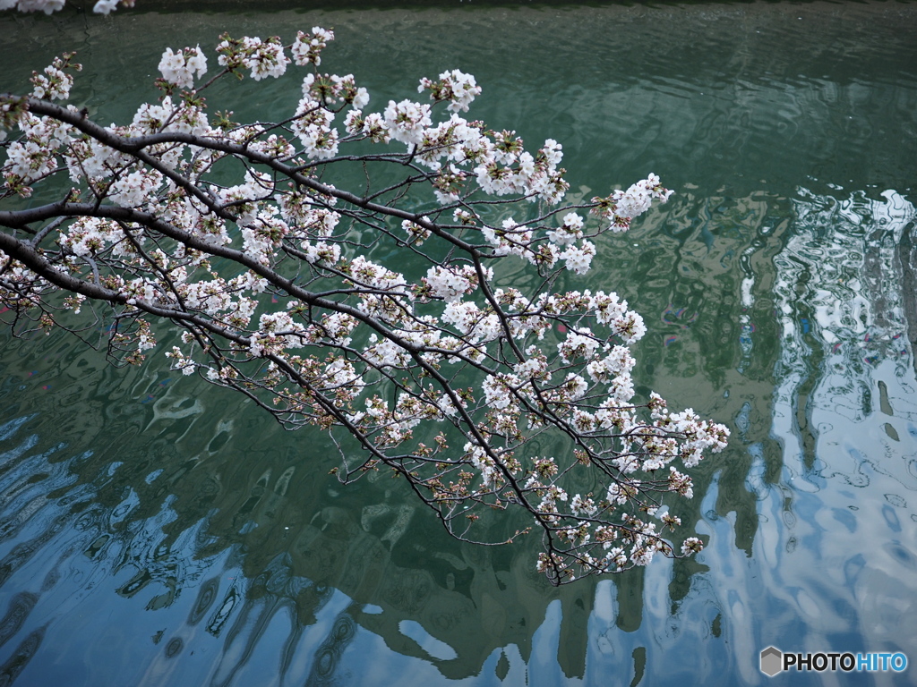 大岡川の桜
