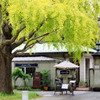 この木が一番早い？