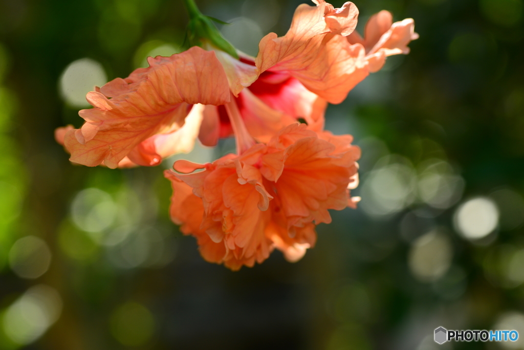 bokeh