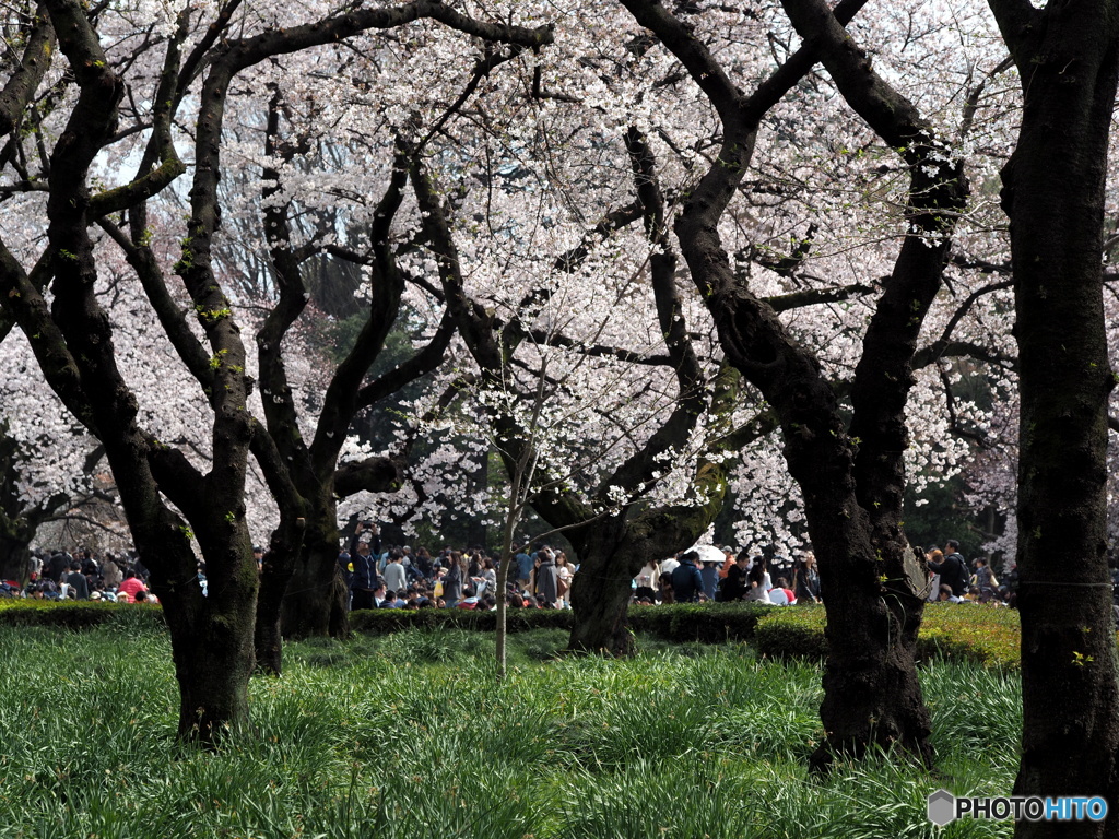 平成最後の花の宴