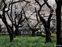 平成最後の花の宴